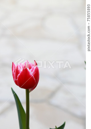 Tulips and cobblestones 75855893