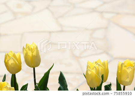 Tulips and cobblestones Tulips and cobblestones 75855910