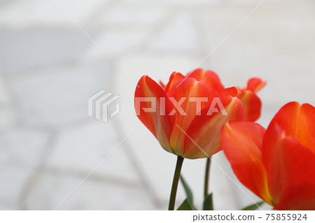 鬱金香和鵝卵石 75855924