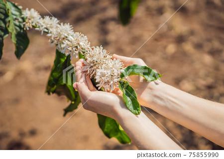 The woman is watching Coffee tree blossom with white color flower close up view The woman is watching Coffee tree blossom with white color flower close up view 75855990