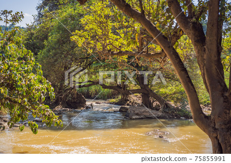 Mountain river in the woods. Steam rises above the water and sunlight flows through the trees Mountain river in the woods. Steam rises above the water and sunlight flows through the trees 75855991
