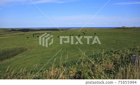 Soya Hills（北海道稚內市） 75855994