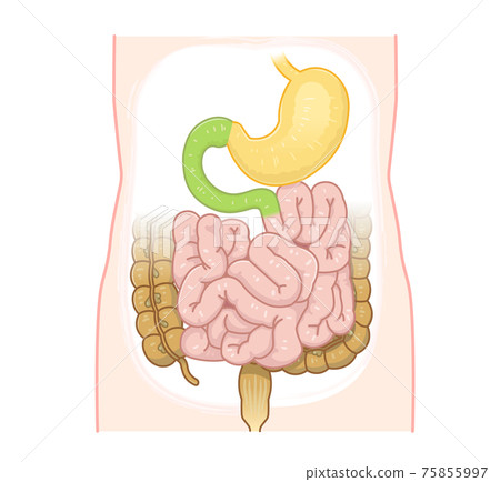 Illustration of large intestine, small intestine, stomach, duodenum Illustration of large intestine, small intestine, stomach, duodenum 75855997