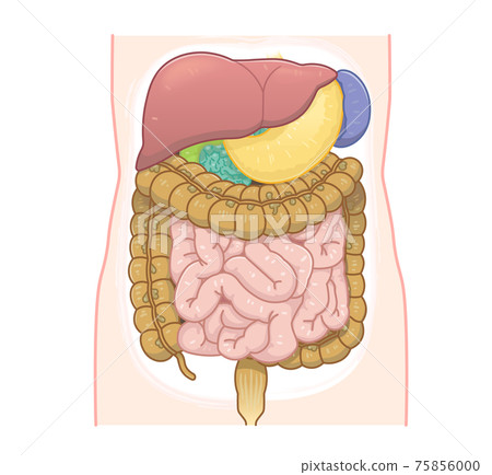 Illustration of large intestine, small intestine, liver, stomach Illustration of large intestine, small intestine, liver, stomach 75856000