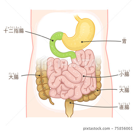 Illustration of large intestine, small intestine, duodenum (with text) 75856001