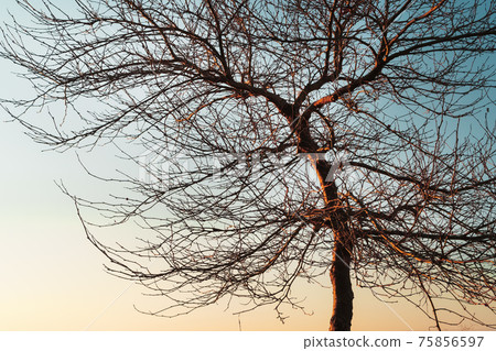 Branches without leaves of a graceful tree against the background of a blue sunset sky. Branches without leaves of a graceful tree against the background of a blue sunset sky. 75856597