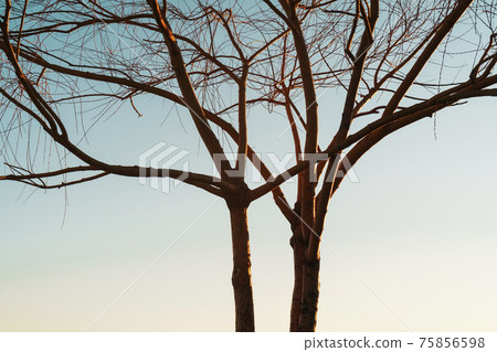 A tree without leaves on a background of blue sky at sunset. A tree without leaves on a background of blue sky at sunset. 75856598