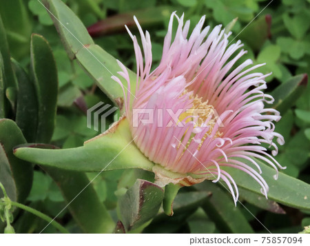 Cabo da Roca, the westernmost point of the Eurasian continent, pink hottentot-fig Cabo da Roca, the westernmost point of the Eurasian continent, pink hottentot-fig 75857094