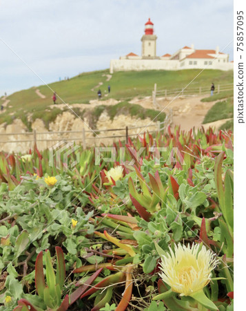 The yellow hottentot-figgle blooming at Cabo da Roca, the westernmost point of the Eurasian continent The yellow hottentot-figgle blooming at Cabo da Roca, the westernmost point of the Eurasian continent 75857095