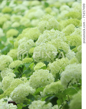 安娜貝爾 75857499