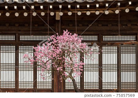 Spring scenery with red plum blossoms blooming in a traditional house 75857569