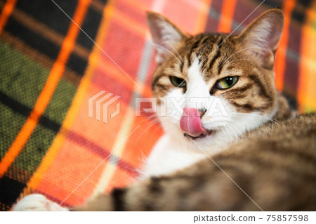 佐助1歲8個月 75857598