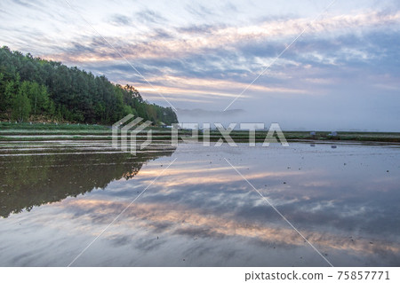 Toma Town in Spring Rice fields where the sunrise sky is reflected Toma Town in Spring Rice fields where the sunrise sky is reflected 75857771