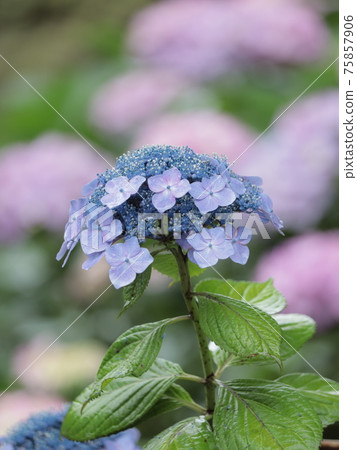 繡球花在雨中濕潤 75857906