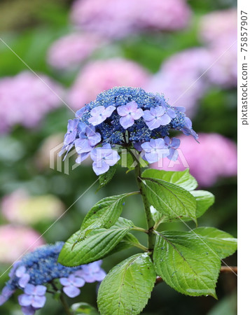 繡球花在雨中濕潤 繡球花在雨中濕潤 75857907