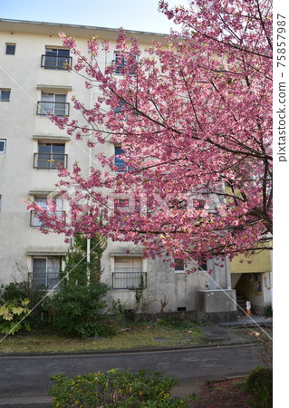 The disappearing Showa housing complex The disappearing Showa housing complex 75857987