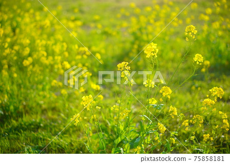 我們去看油菜花 我們去看油菜花 75858181