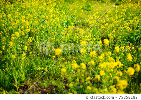 強姦開花春天圖像 強姦開花春天圖像 75858182