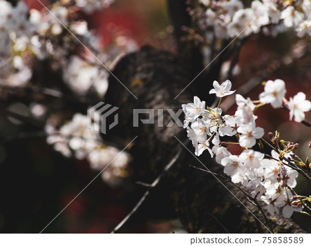 Sakura flower close-up March Sakura flower close-up March 75858589
