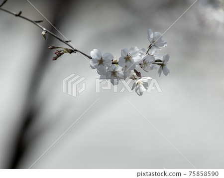 Sakura flower close-up March 75858590