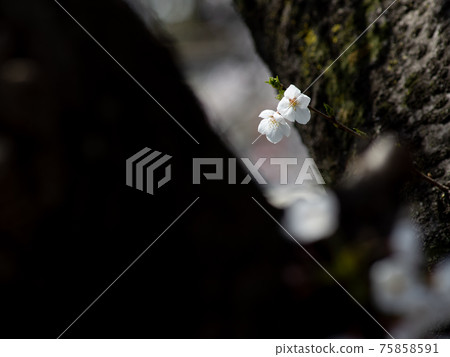 櫻花花特寫三月 櫻花花特寫三月 75858591