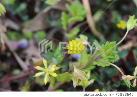 開花在花壇的小三葉黃色花在早春 75858645