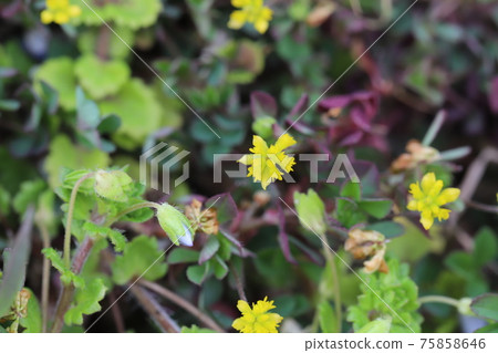 開花在花壇的小三葉黃色花在早春 75858646