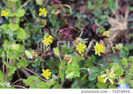 開花在花壇的小三葉黃色花在早春 開花在花壇的小三葉黃色花在早春 75858648