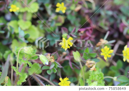 開花在花壇的小三葉黃色花在早春 75858649