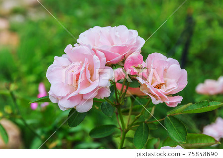 Pink roses 75858690