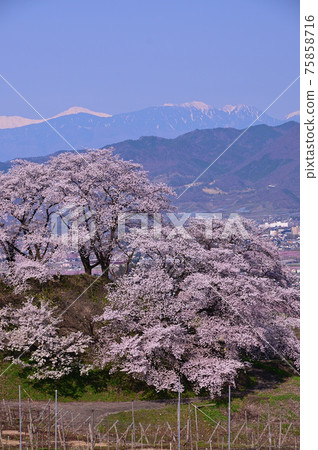 Katsunuma, Koshu City, Yamanashi Prefecture, where the cherry blossoms are in full bloom Katsunuma, Koshu City, Yamanashi Prefecture, where the cherry blossoms are in full bloom 75858716