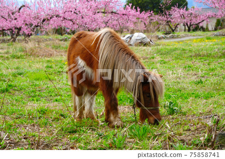 桃花盛開的山梨縣吹吹市 桃花盛開的山梨縣吹吹市 75858741