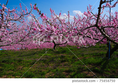 春花盛開的山梨縣甲州市 春花盛開的山梨縣甲州市 75858750