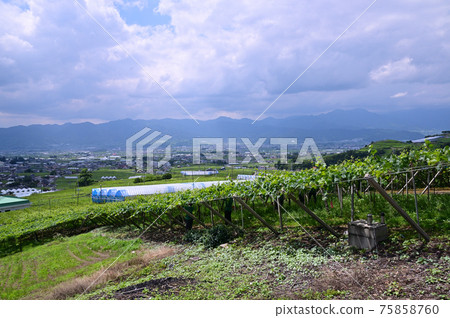 Katsunumabudokyo, Koshu City, Yamanashi Prefecture in early summer 75858760