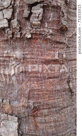 Full frame of tree bark, natural as a background. Full frame of tree bark, natural as a background. 75858915