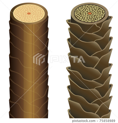 hair, cross-section, sectional 75858989