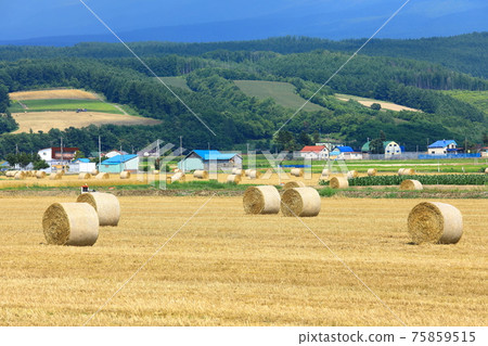 Kamifurano Town Pasture Roll and Rural Scenery 75859515