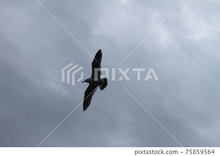 Seagull flying sky Seagull flying sky 75859564