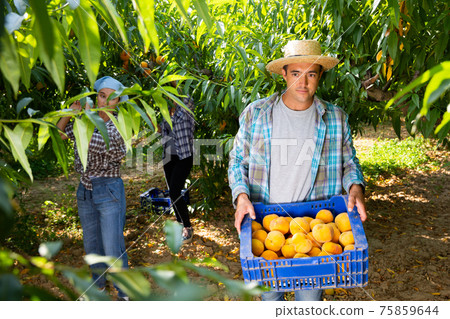 Portrait of man carrying plastic box of harvested ripe peaches in garden 75859644