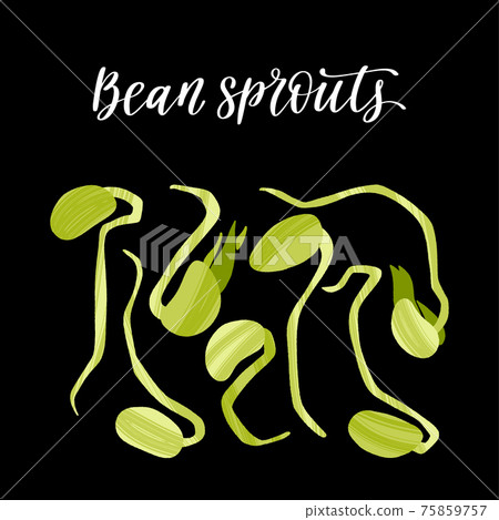 Fresh microgreen bean sprouts. Healthy nutrition product. Fresh microgreen bean sprouts. Healthy nutrition product. 75859757