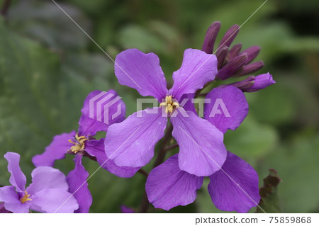 Purple flowers of Orychophragmus violaceus blooming in the flowerbed in early spring 75859868
