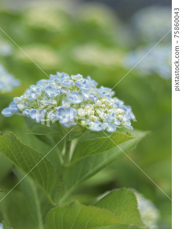 柔和氣氛的繡球花 75860043