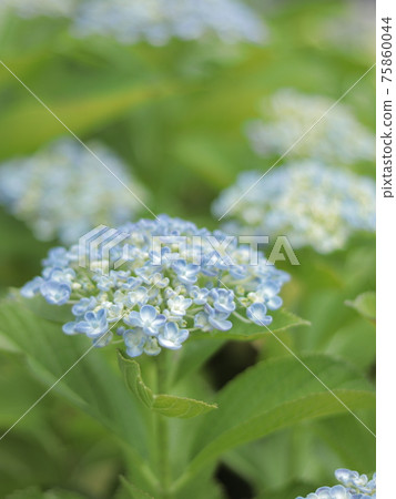 柔和氣氛的繡球花 75860044