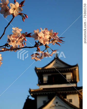 夕陽下的高知城公園櫻花（吉野櫻花和天守閣） 75860150