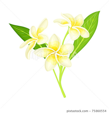 Plumeria or Frangipani Flower with White Oval Petals and Lanceolate Leaf Growing on Green Stem Vector Illustration 75860554
