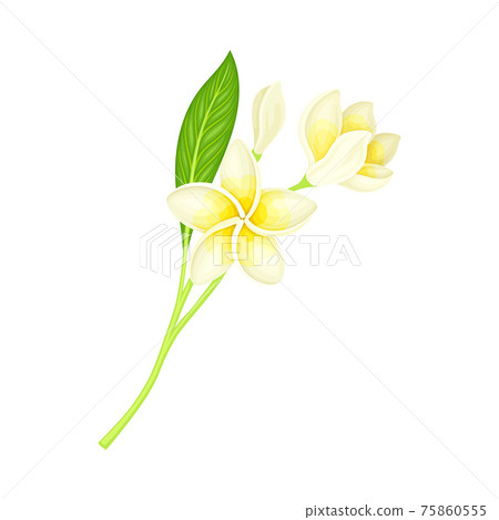White Flower of Frangipani or Plumeria with Oval Petals and Lanceolate Leaf on Green Stem Vector Illustration 75860555