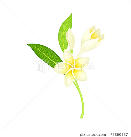 White Flower of Frangipani or Plumeria with Oval Petals and Lanceolate Leaf on Green Stem Vector Illustration White Flower of Frangipani or Plumeria with Oval Petals and Lanceolate Leaf on Green Stem Vector Illustration 75860587