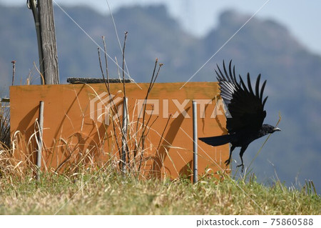 Carrion crow that took off 75860588