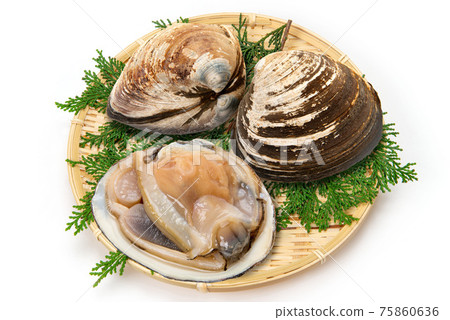 來自北海道的生貝殼 來自北海道的生貝殼 75860636