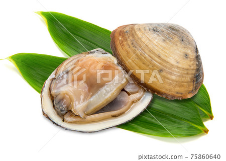 Raw surf clam 75860640